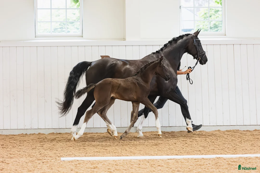 Dressyr hästar till salu: Lovande dressyrföl med toppstam!🌟Secret-Everdale - Annons 2