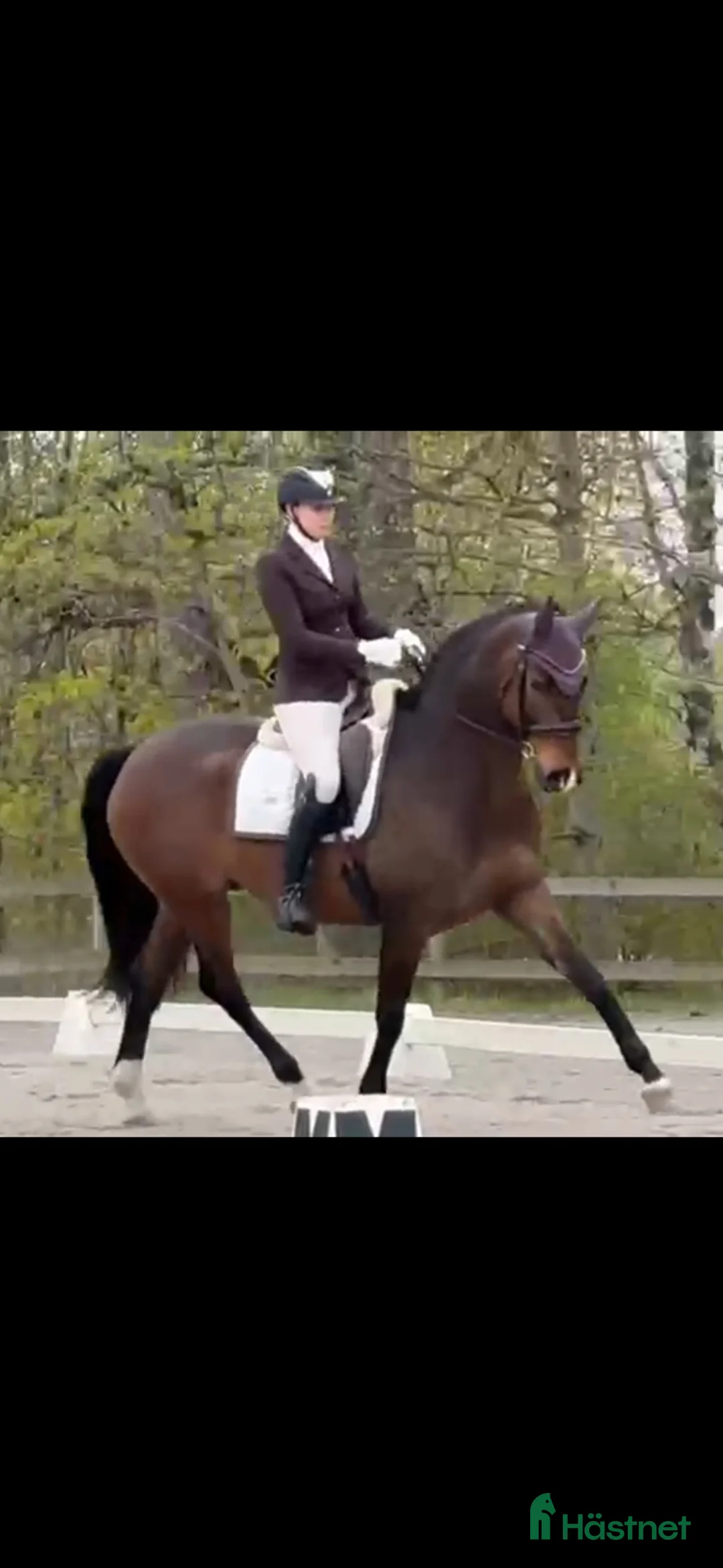 Allround hästar till salu: Vacker och personlig kille med fina kvaliteter - Annons 1