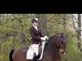 hästar Vacker och personlig kille med fina kvaliteter - Annons 13