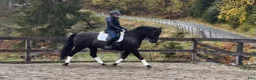 Working Equitation hästar till salu: Vakker PRE vallak etter fantastisk far - Annons 2