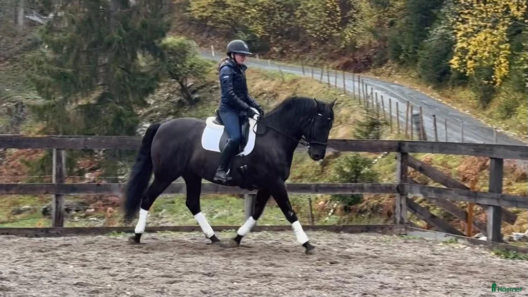 Working Equitation hästar till salu: Vakker PRE vallak etter fantastisk far - Annons 2