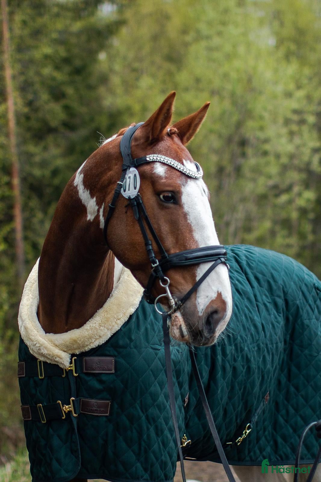  hästar till salu: Trevlig valack - Annons 2