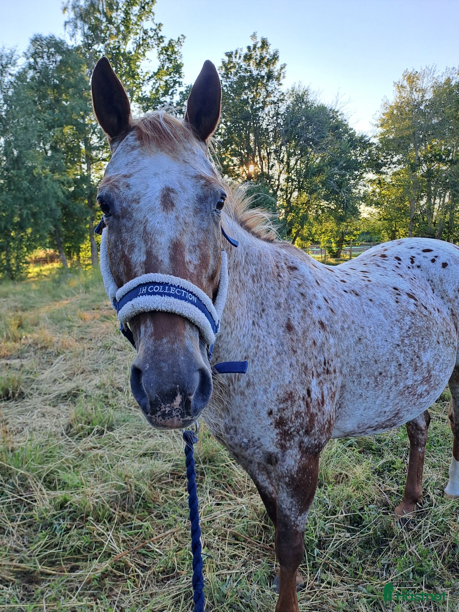 hästar Snällt D-ponny sto till sällskap (ingen ridning) - Annons 9