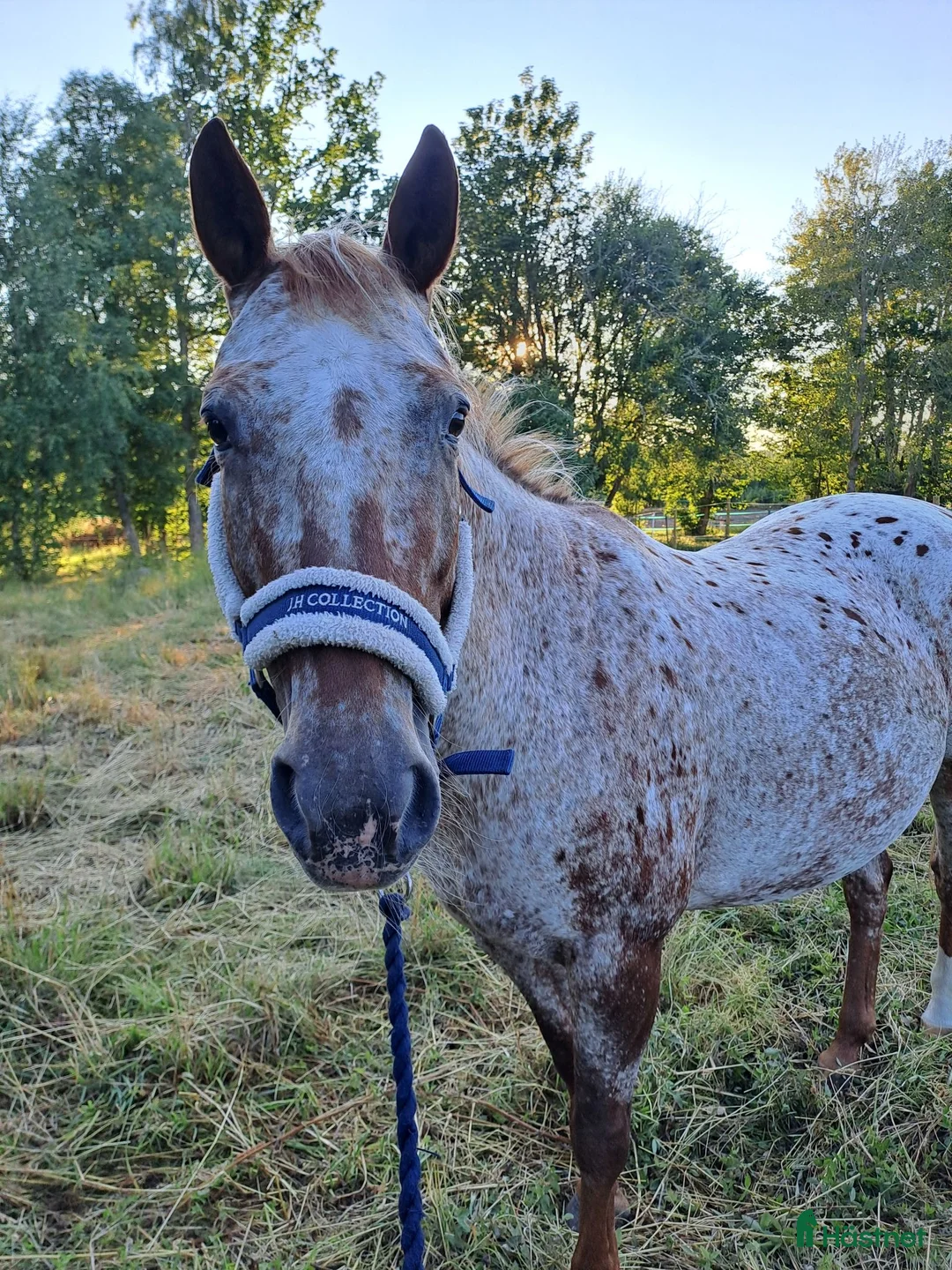 Sällskap hästar till salu: Snällt D-ponny sto till sällskap (ingen ridning) - Annons 1