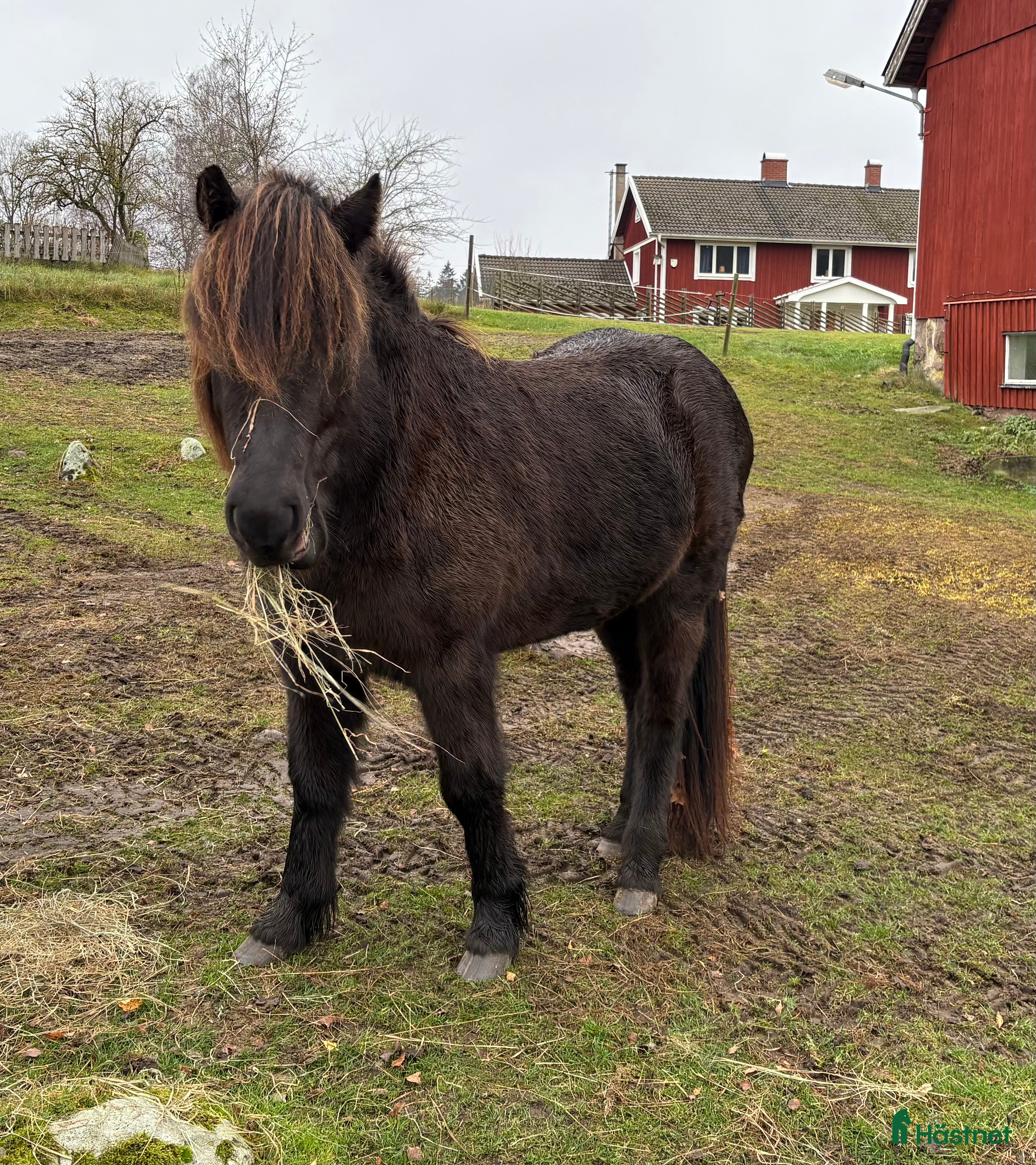  hästar Mycket trevlig unghäst i Älmhult - Annons 12