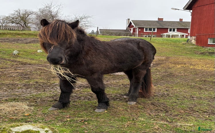  hästar i Älmhult - Annons 2