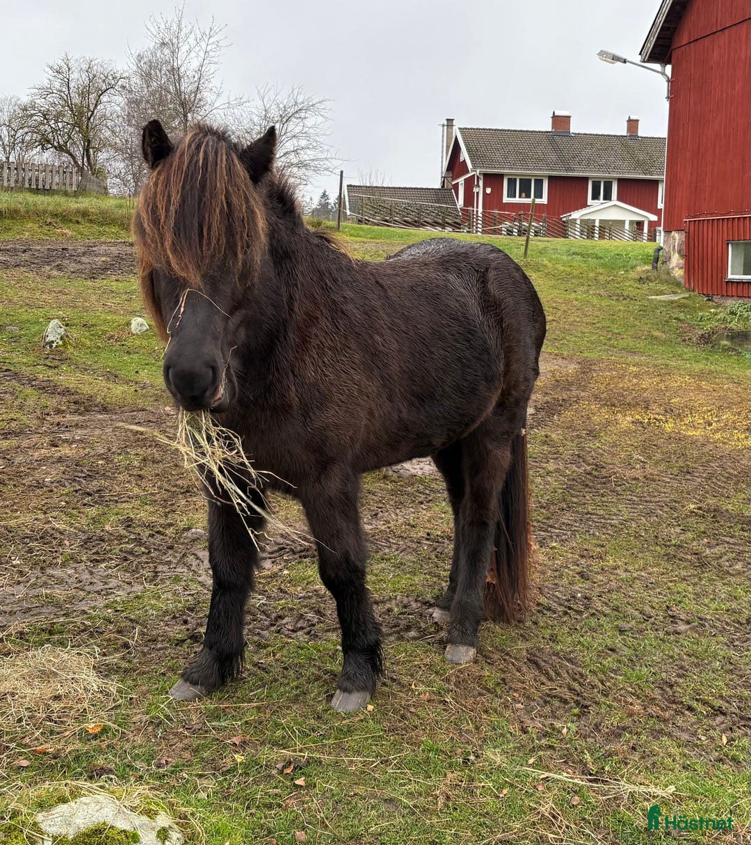 Island hästar till salu: Mycket trevlig unghäst i Älmhult - Annons 1