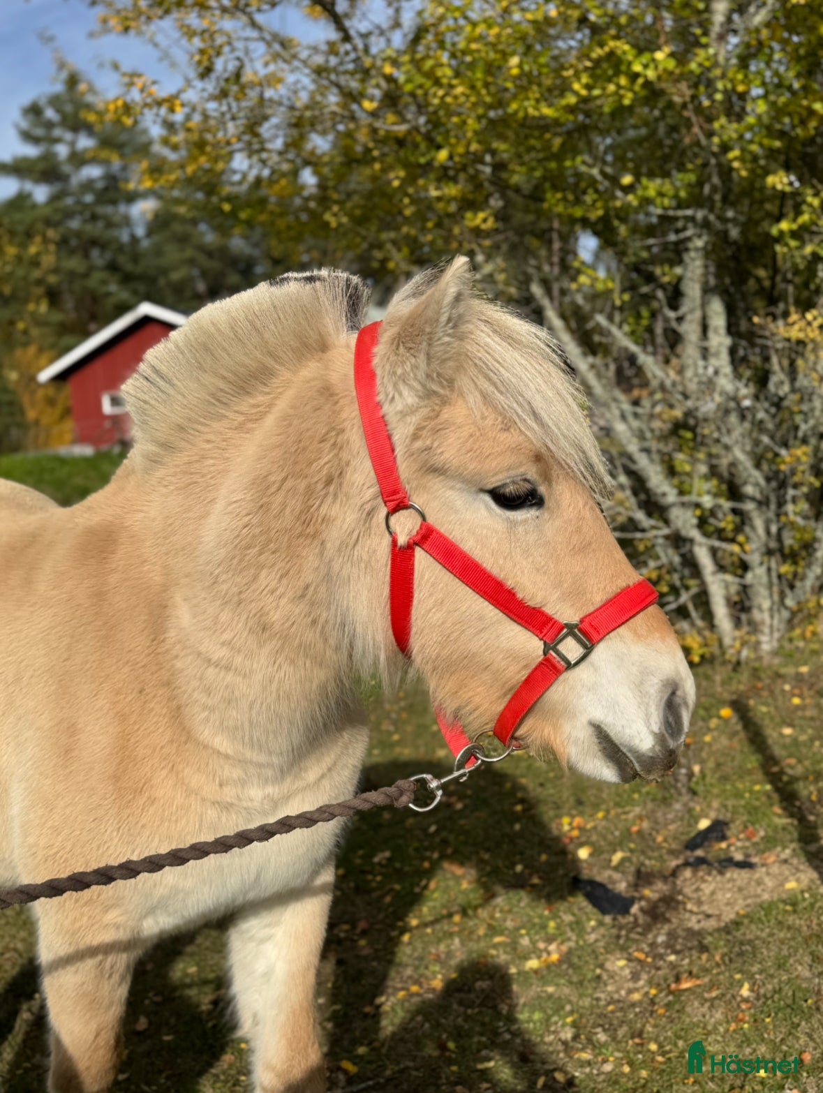  hästar  1 års sto med utstrålning  i Korsberga - Annons 6
