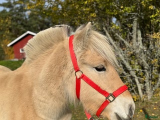 hästar 1 års sto med utstrålning i Korsberga - Annons 11