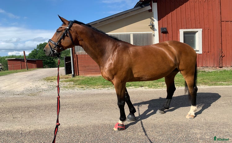  hästar i Trosa - Annons 19