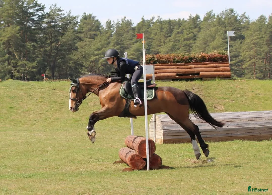 Dressyr hästar till salu: Snygg allround/dressyrponny - Annons 2