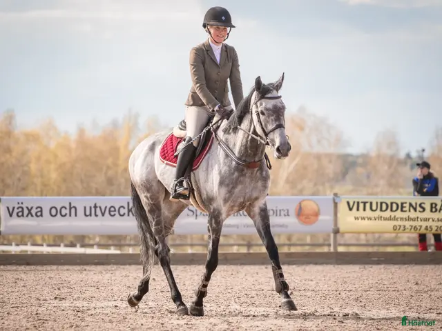 hästar till salu: Sockersöta Yoyo söker ny ryttare - Annons 2
