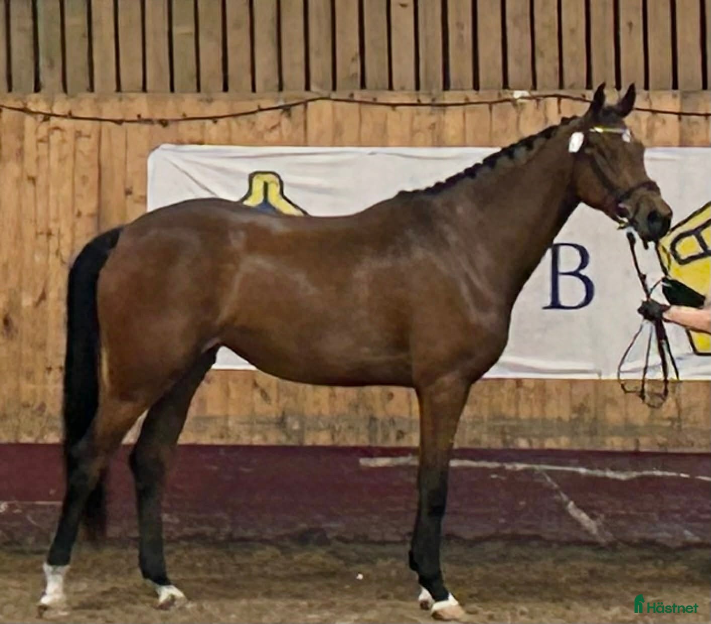  hästar Vacker och ädel 5-åring i Höör - Annons 4