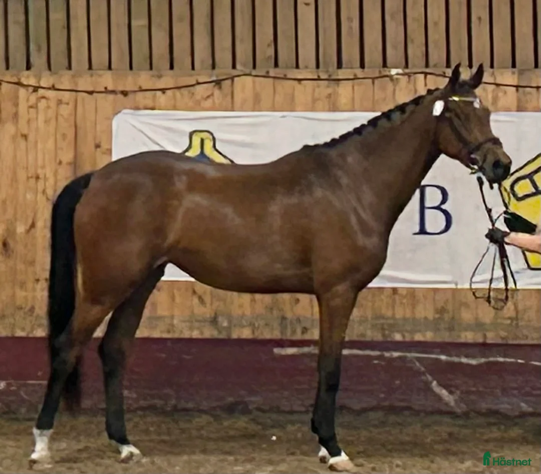 Hoppning hästar till salu: Vacker och ädel 5-åring i Höör - Annons 1