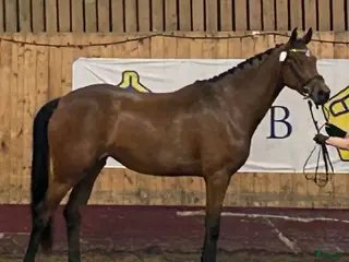 hästar Vacker och ädel 5-åring i Höör - Annons 4