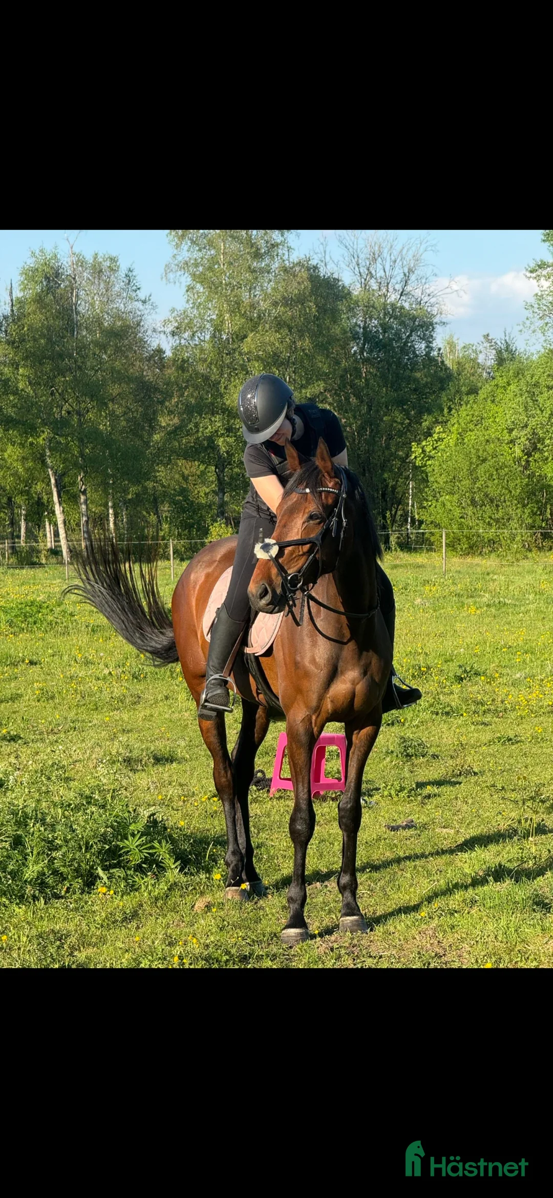 Allround hästar till salu: Sto med mycket personlighet! - Annons 2