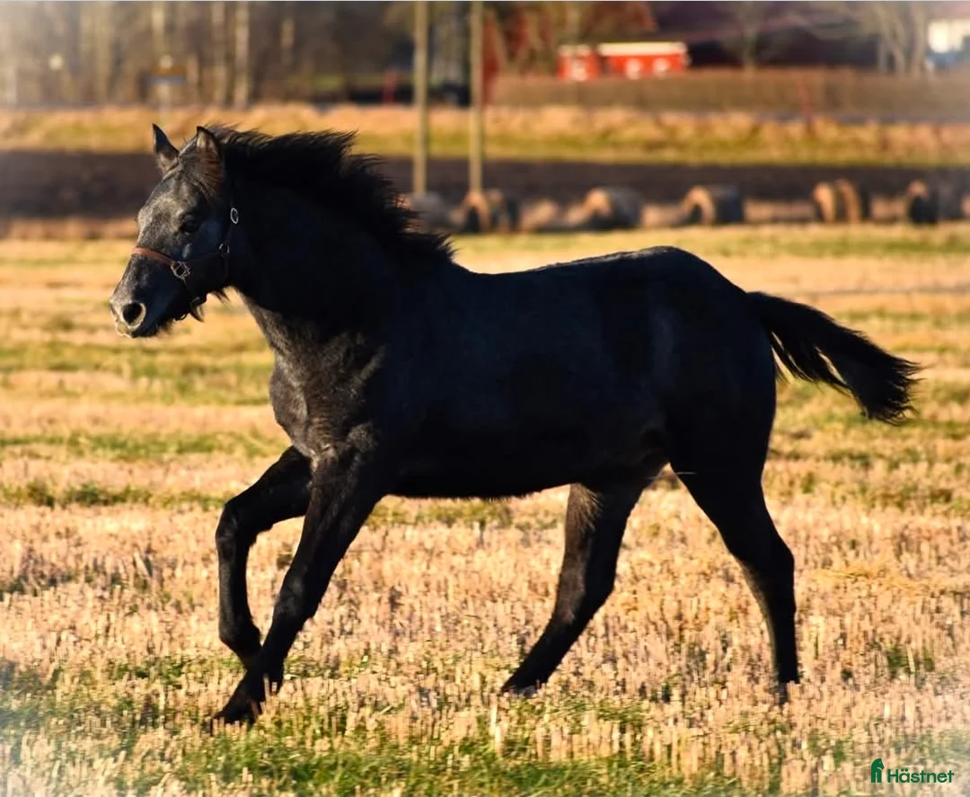 Allround hästar till salu: Trevlig svenskfödd Connemarahingst *2025 - Annons 2