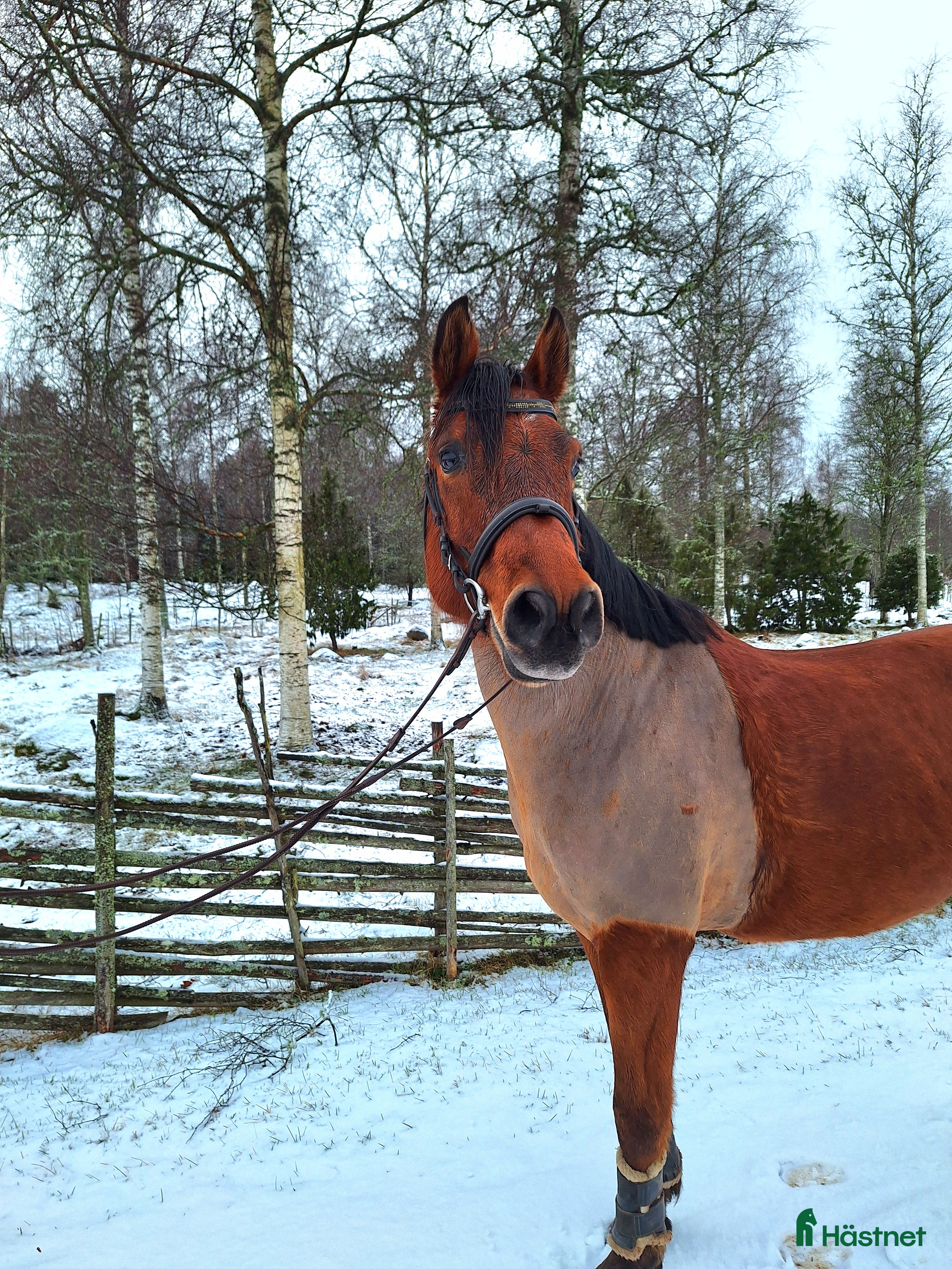  hästar *Reserverad * Fantastisk d-ponny med potential - Annons 12