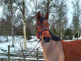 hästar *Reserverad * Fantastisk d-ponny med potential - Annons 12