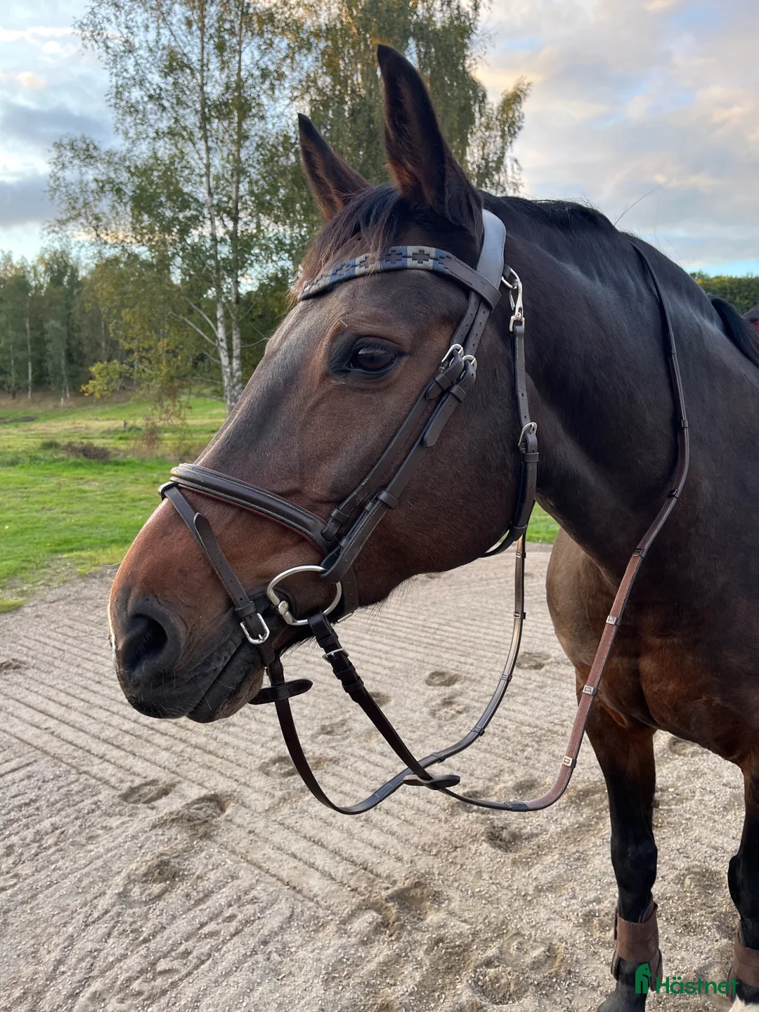 Träns hästutrustning till salu: Fint träns från DYON - Annons 1