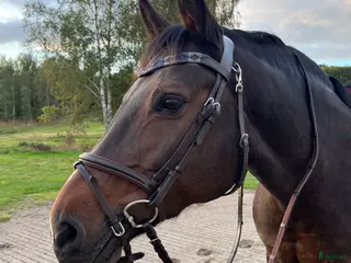 Träns hästutrustning Fint träns från DYON - Annons 5