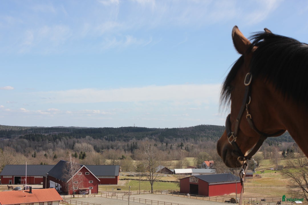  stallplats finnes: Ledig stallplats i Sätila - Annons 1