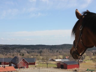 stallplats finnes: Ledig stallplats i Sätila - Annons 1