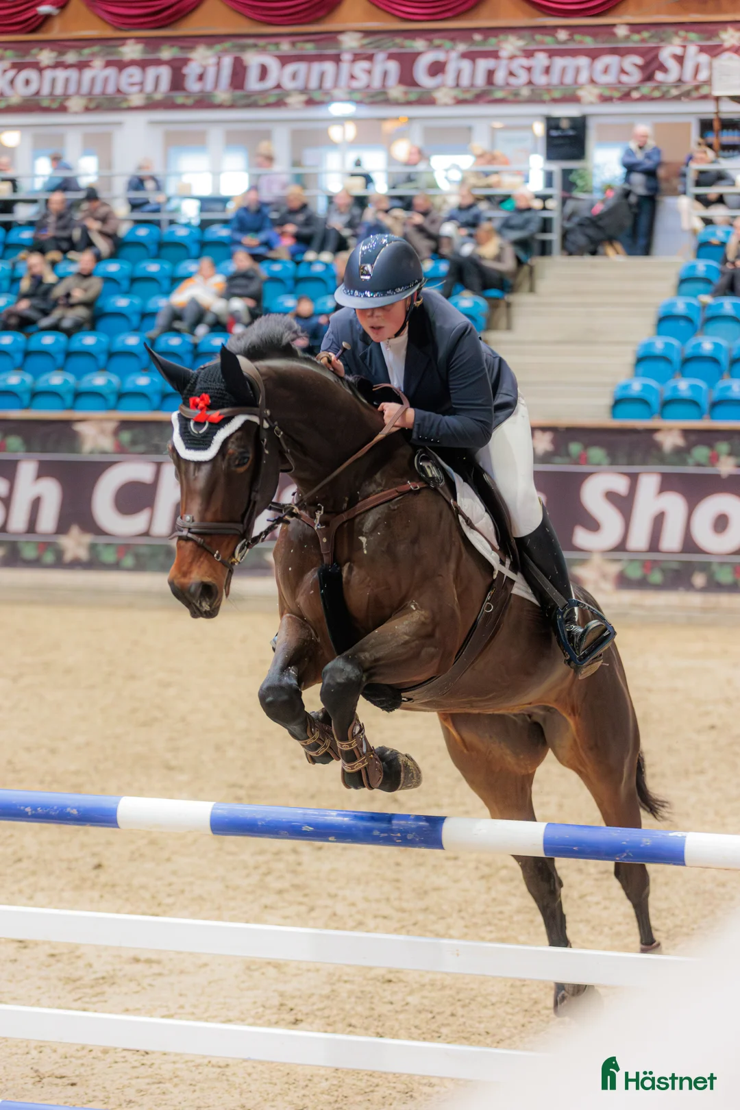 Allround hästar till salu: Freunds Call Me Favorit  - Annons 3