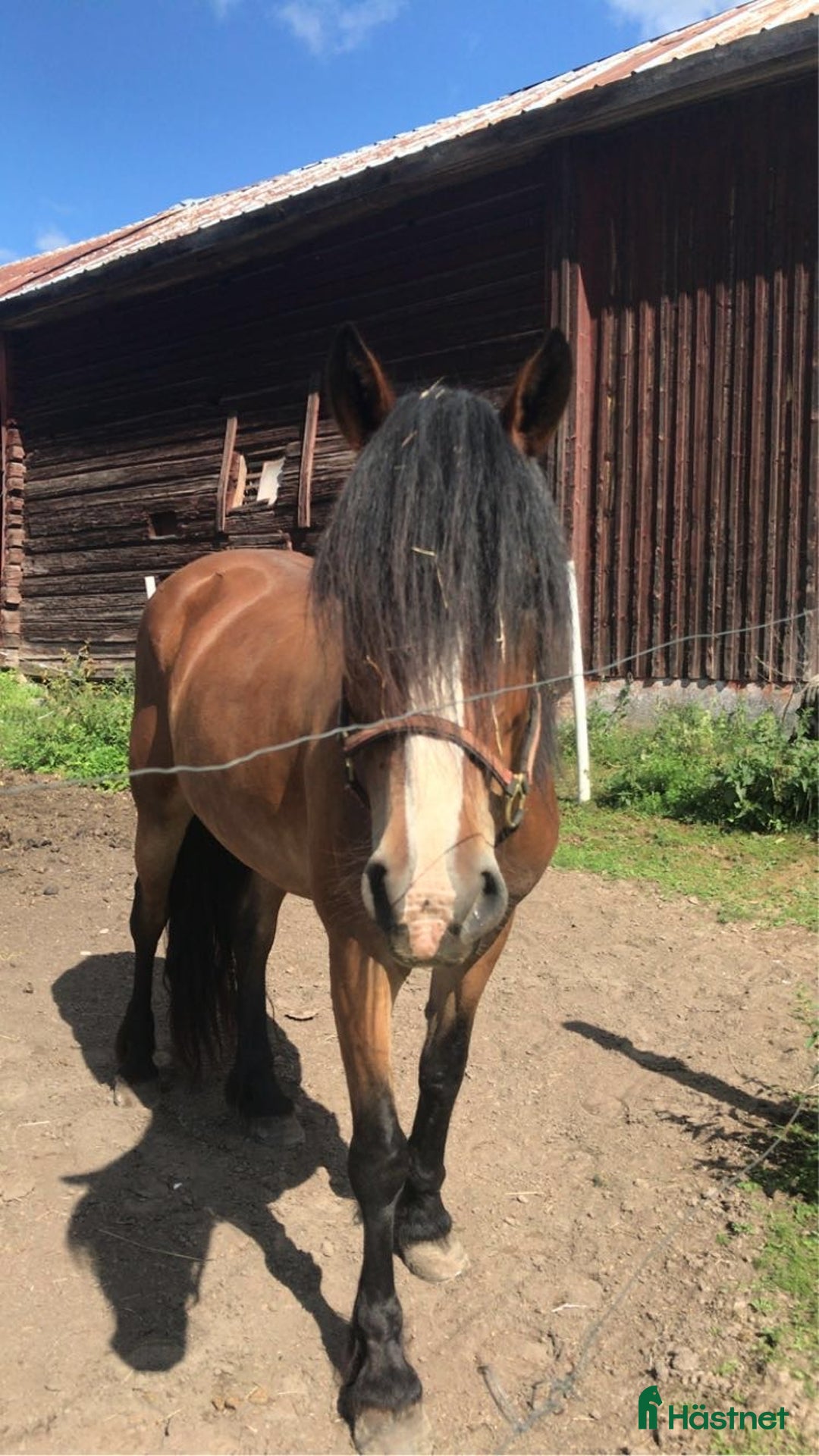 Allround hästar till salu: Världens finaste flickan söker nytt hem!  i Sunnemo - Annons 2