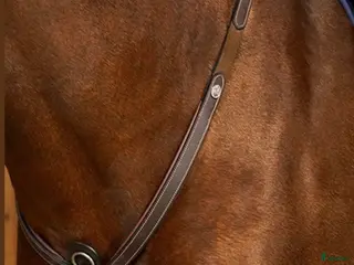 Sadeltillbehör hästutrustning Dyon Förbygel med brygga och fäste för martingal i Lidingö - Annons 4