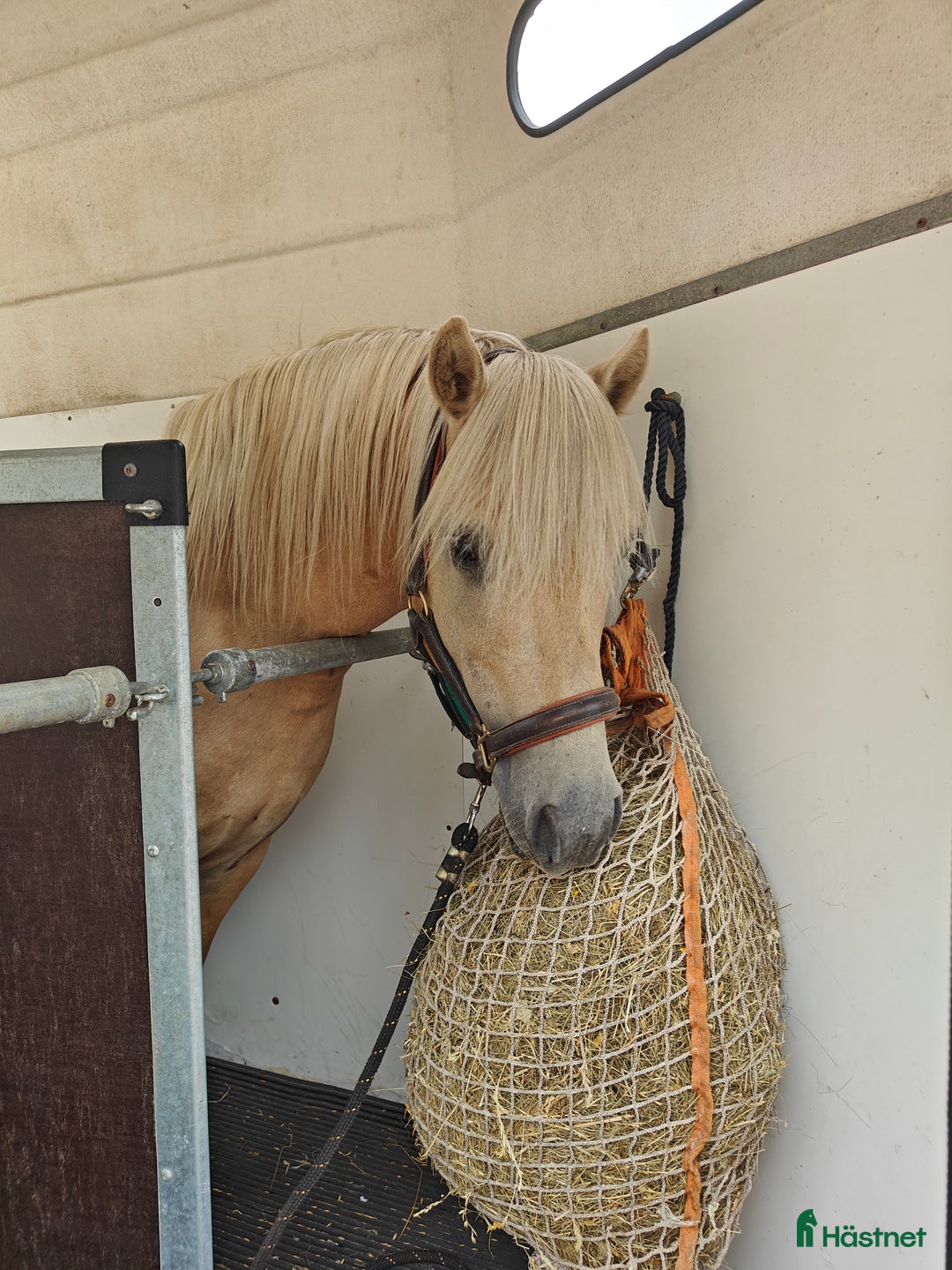 Allround hästar till salu: Xanté KL 752 i Holsljunga - Annons 6