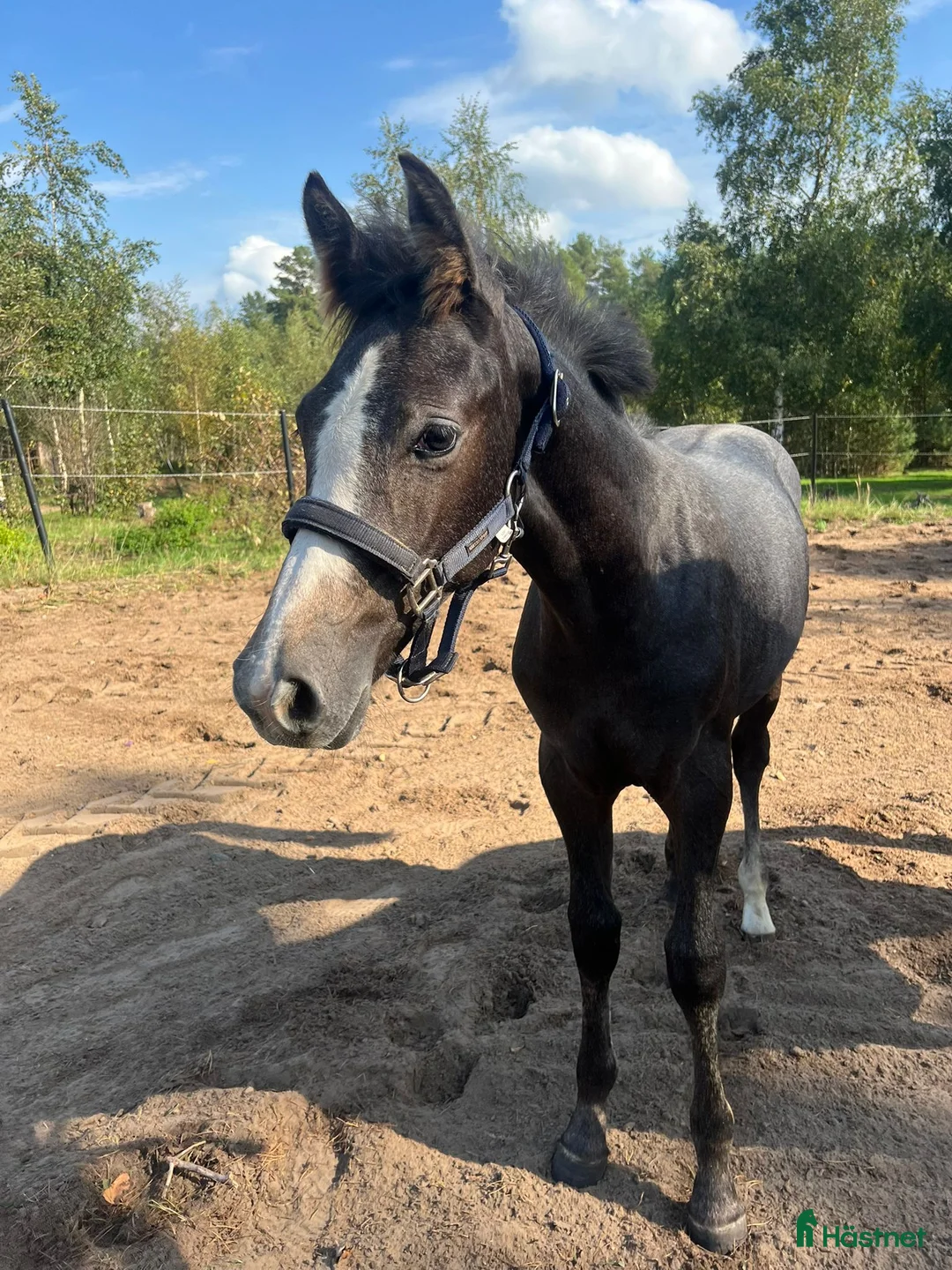 Hoppning hästar till salu: Cielo Blue i Blentarp - Annons 3