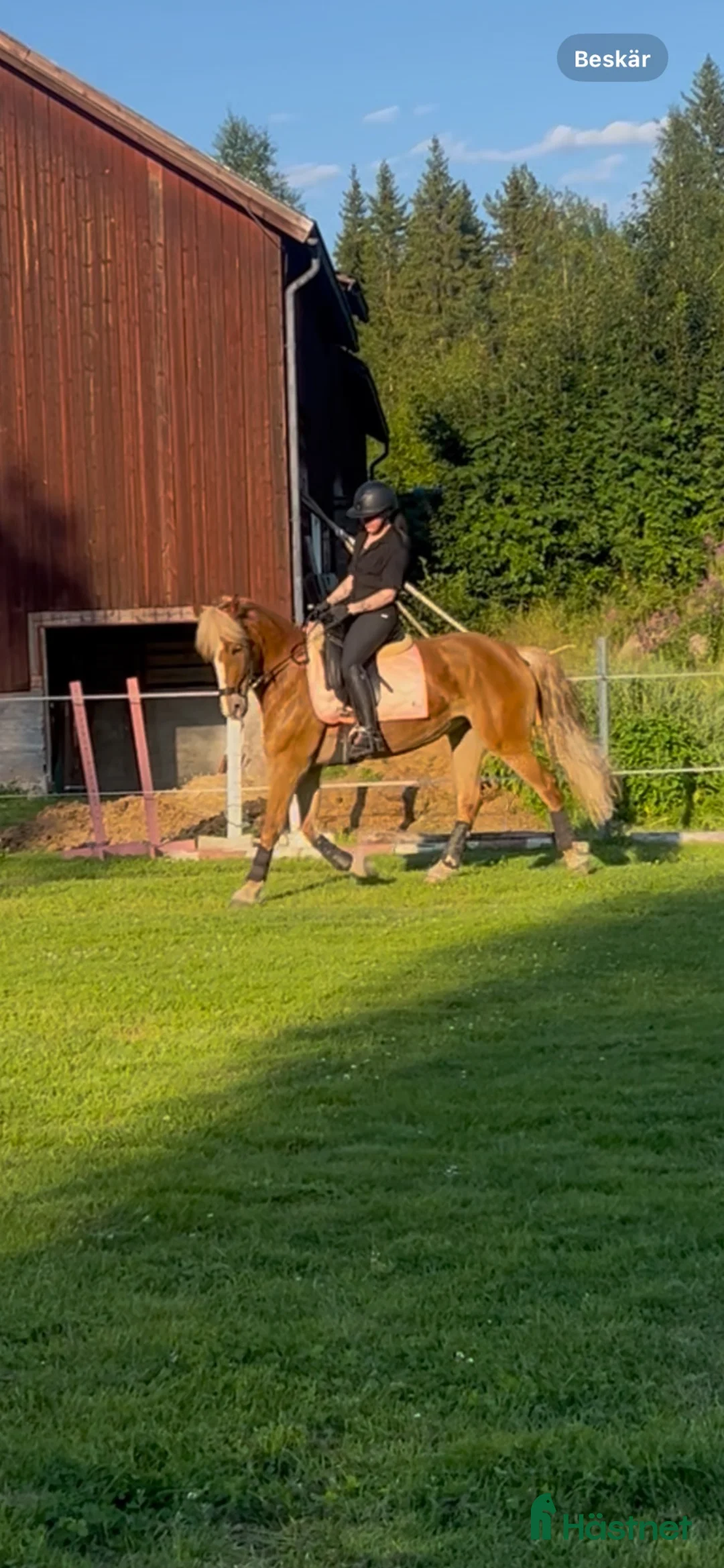 Allround hästar till salu: Snyggt kallblodssto - Annons 5