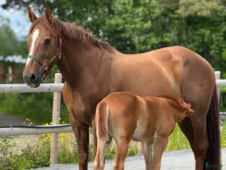 hästar 🧡 Avelssto med toppstam! 🧡 i Hackås - Annons 2