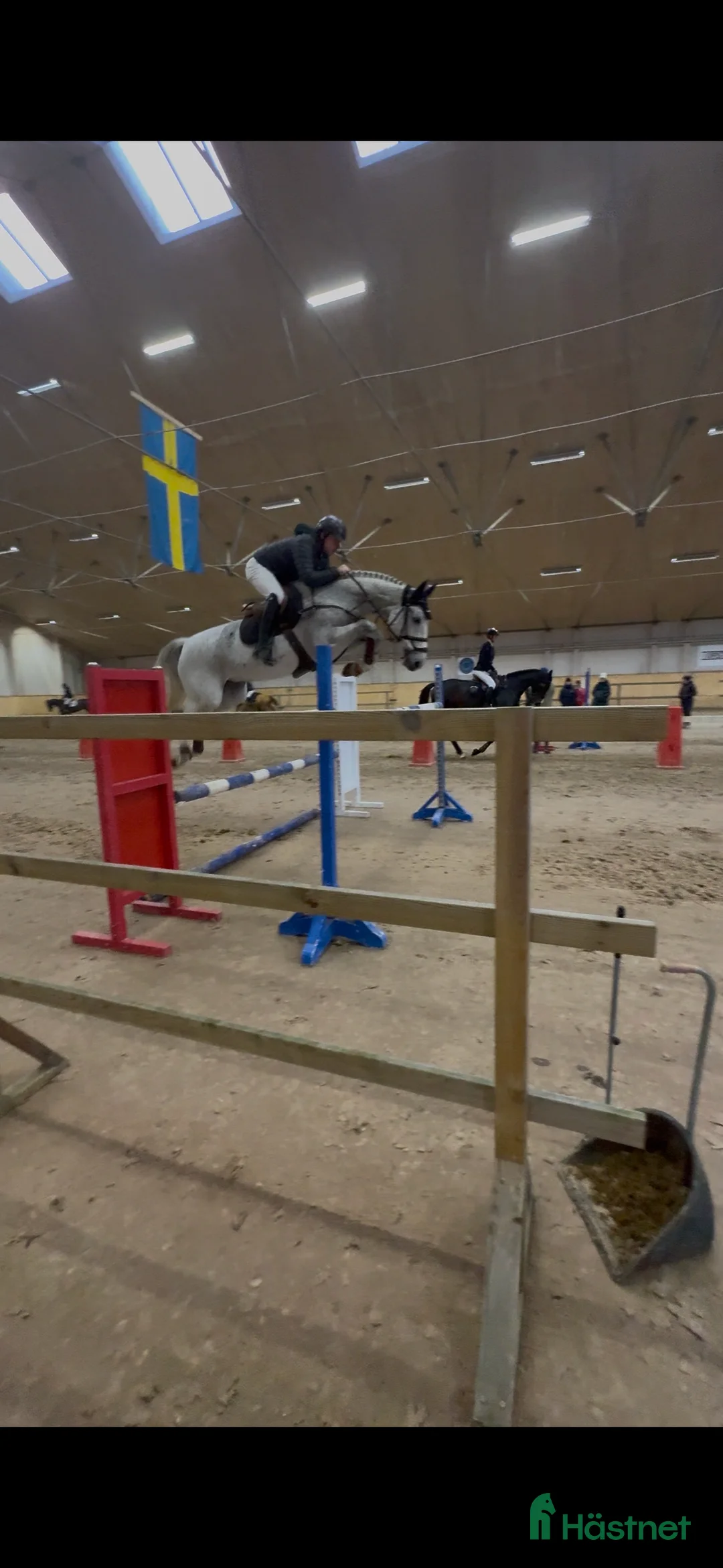 Hoppning hästar till salu: Välstammat hoppsto i Blentarp - Annons 2