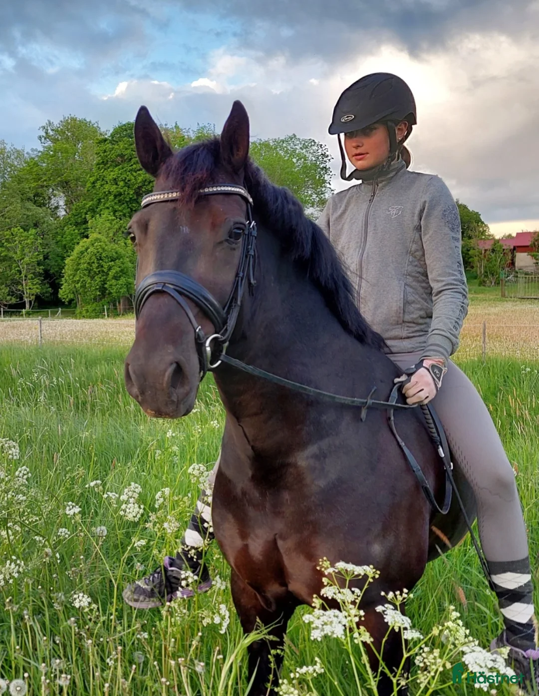 Allround hästar till salu: Supersnygg svart ponny med potential  i Ekolsund - Annons 4