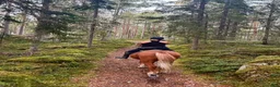  stallplats finnes: Stallplats/Lösdriftplats - Annons 1