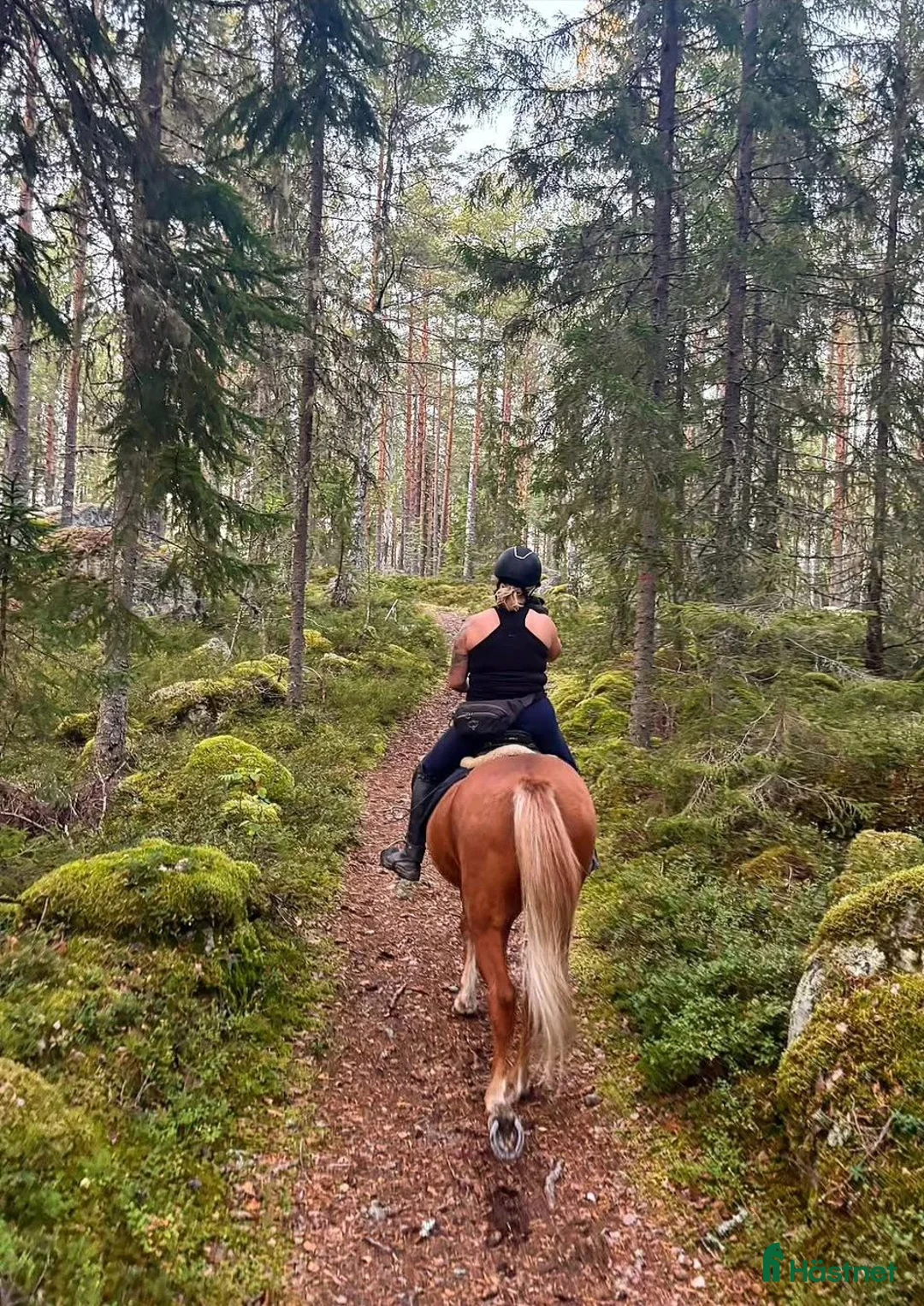  stallplats finnes: Stallplats/Lösdriftplats - Annons 1
