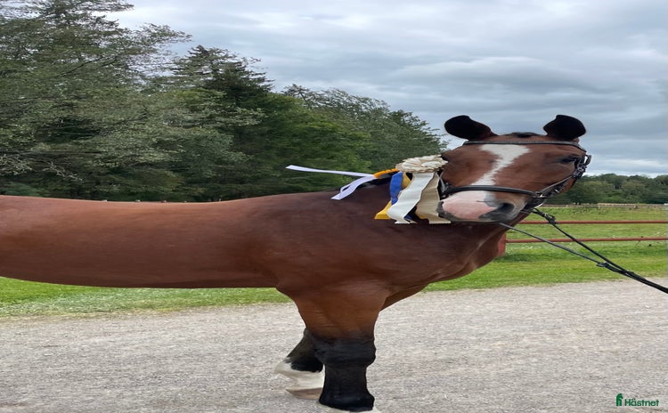  hästar i Mariefred - Annons 6