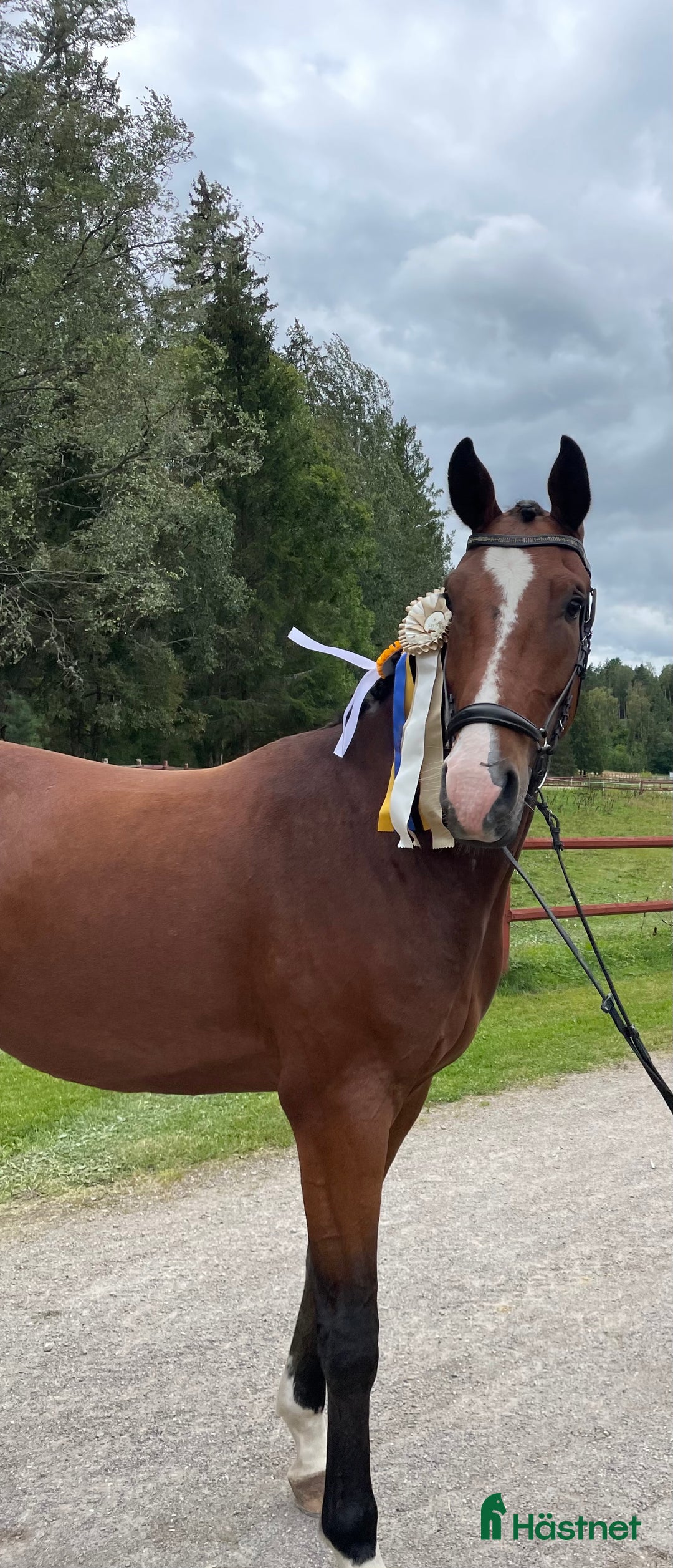 Dressyr hästar till salu: Dressyrhäst för framtiden  i Mariefred - Annons 1