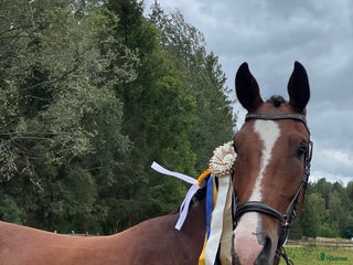 hästar Dressyrhäst för framtiden i Mariefred - Annons 20