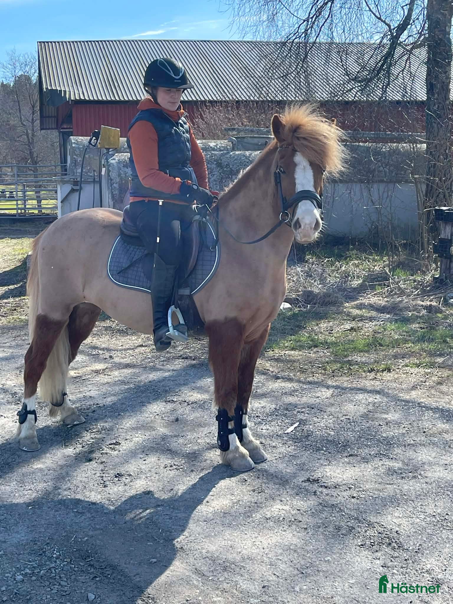  hästar Iða Vom Donnerhall  - Annons 14