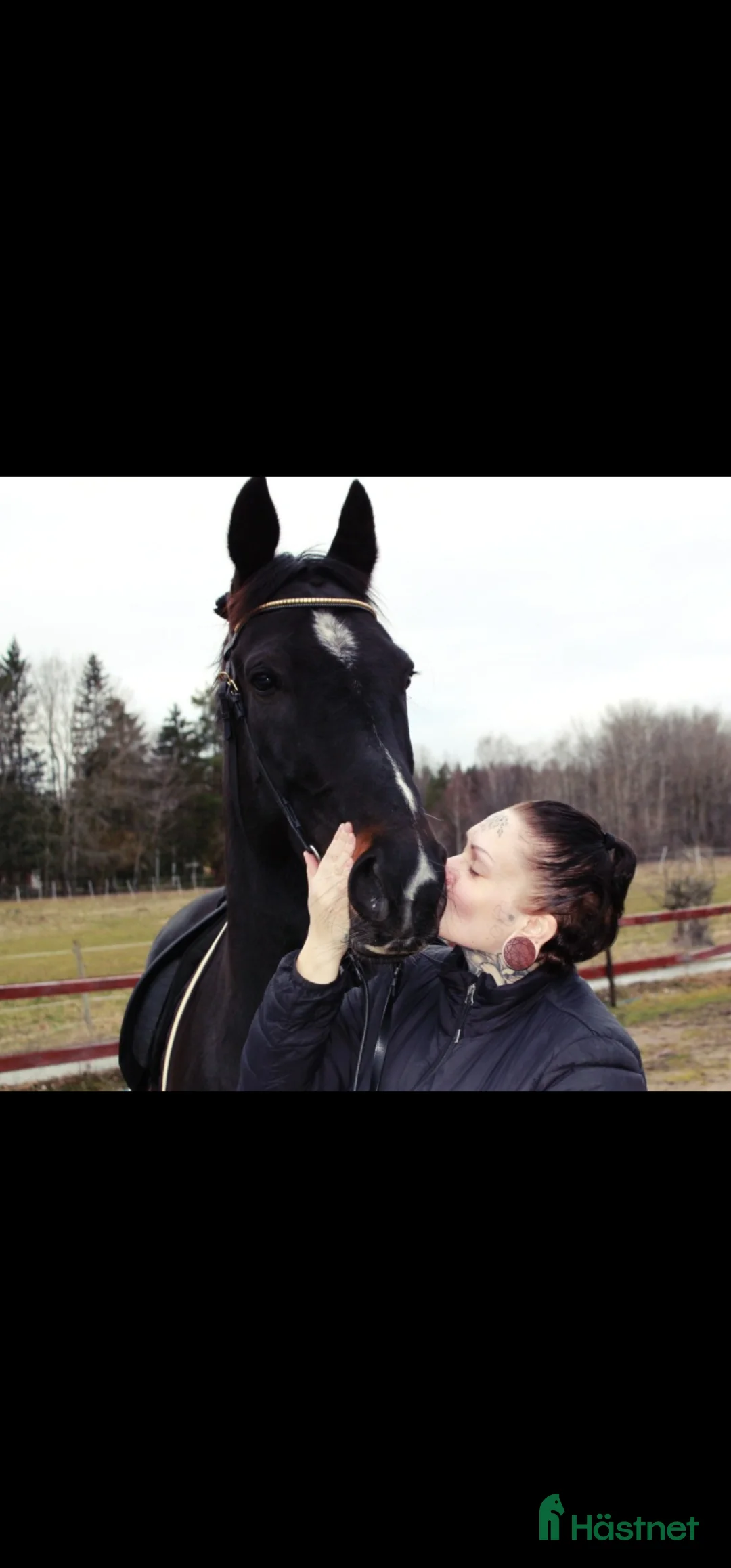 Allround hästar till salu: Världens finaste häst - Annons 6