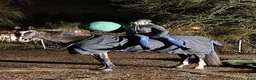 Allround hästar till salu:  Rätt Hem sökes - Annons 10