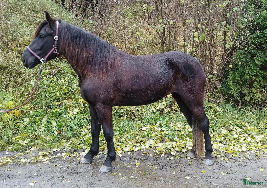 Trav hästar till salu: 3årigt kallblodssto - Annons 1