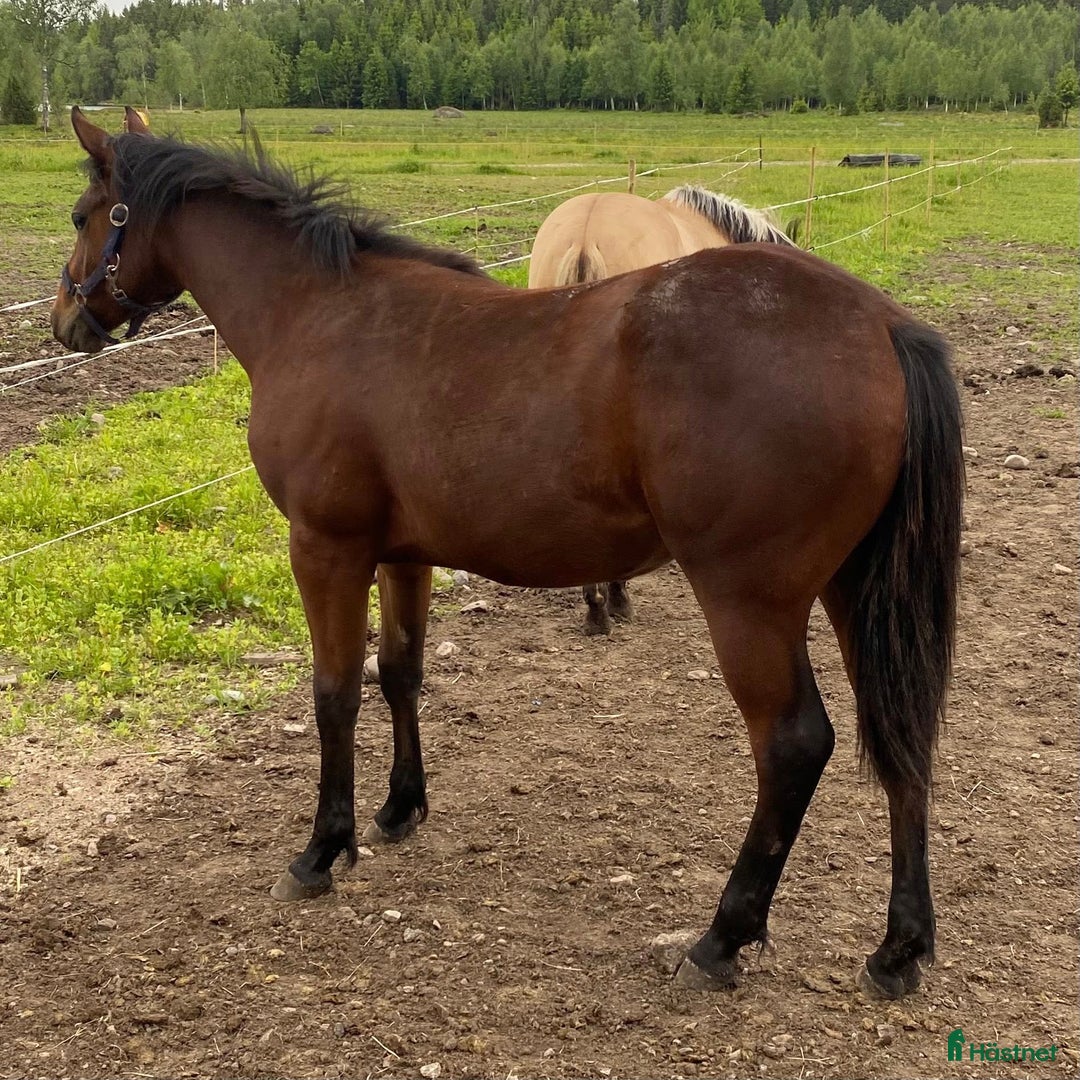 Western hästar till salu: DC Boom Be Great i Sävsjö - Annons 5