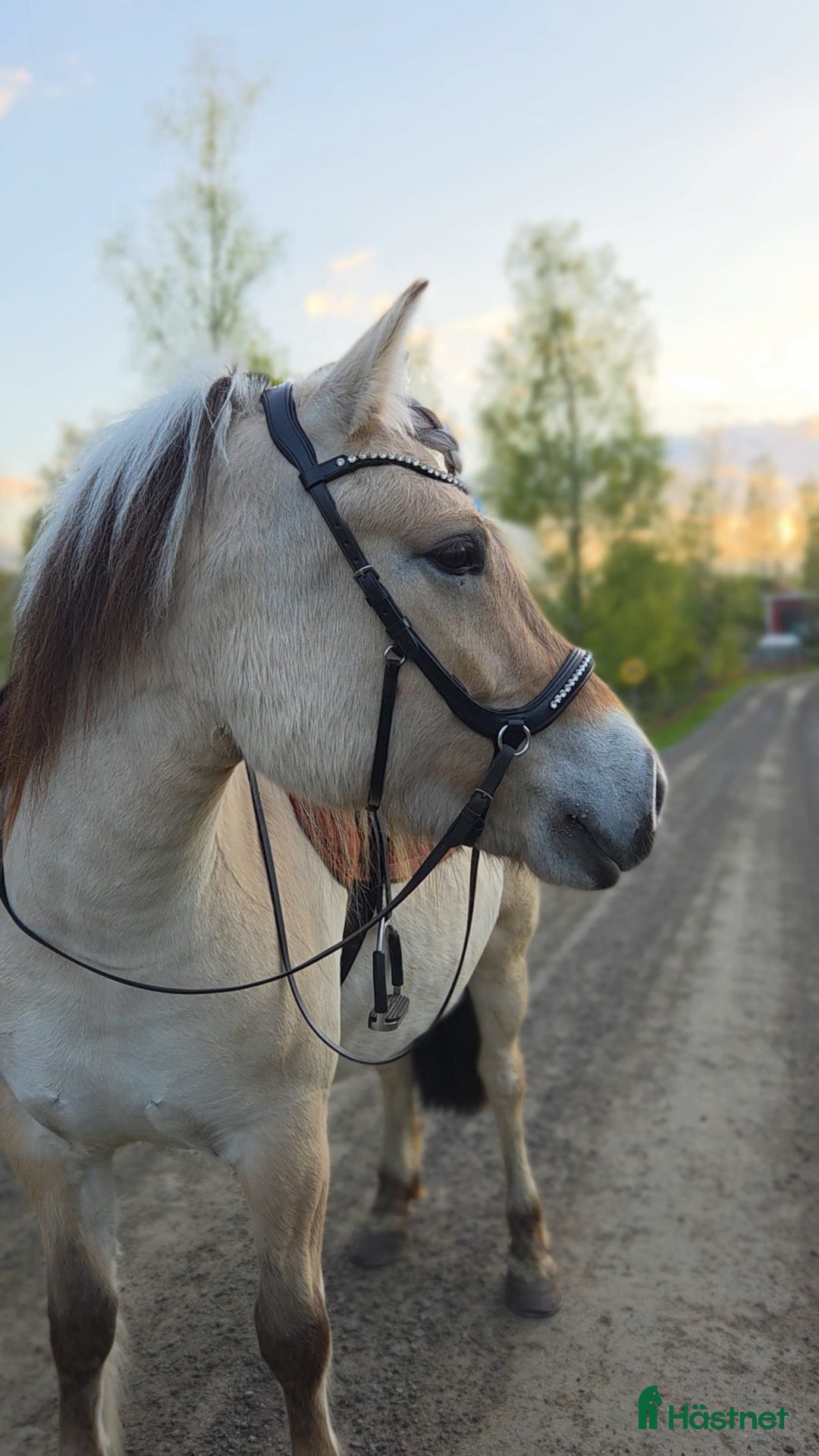 Schabrak & Vojlockar hästutrustning till salu: Häst grejer  i Ulrika - Annons 5