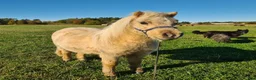 Allround hästar till salu: Fint Minishetlands sto - Annons 6