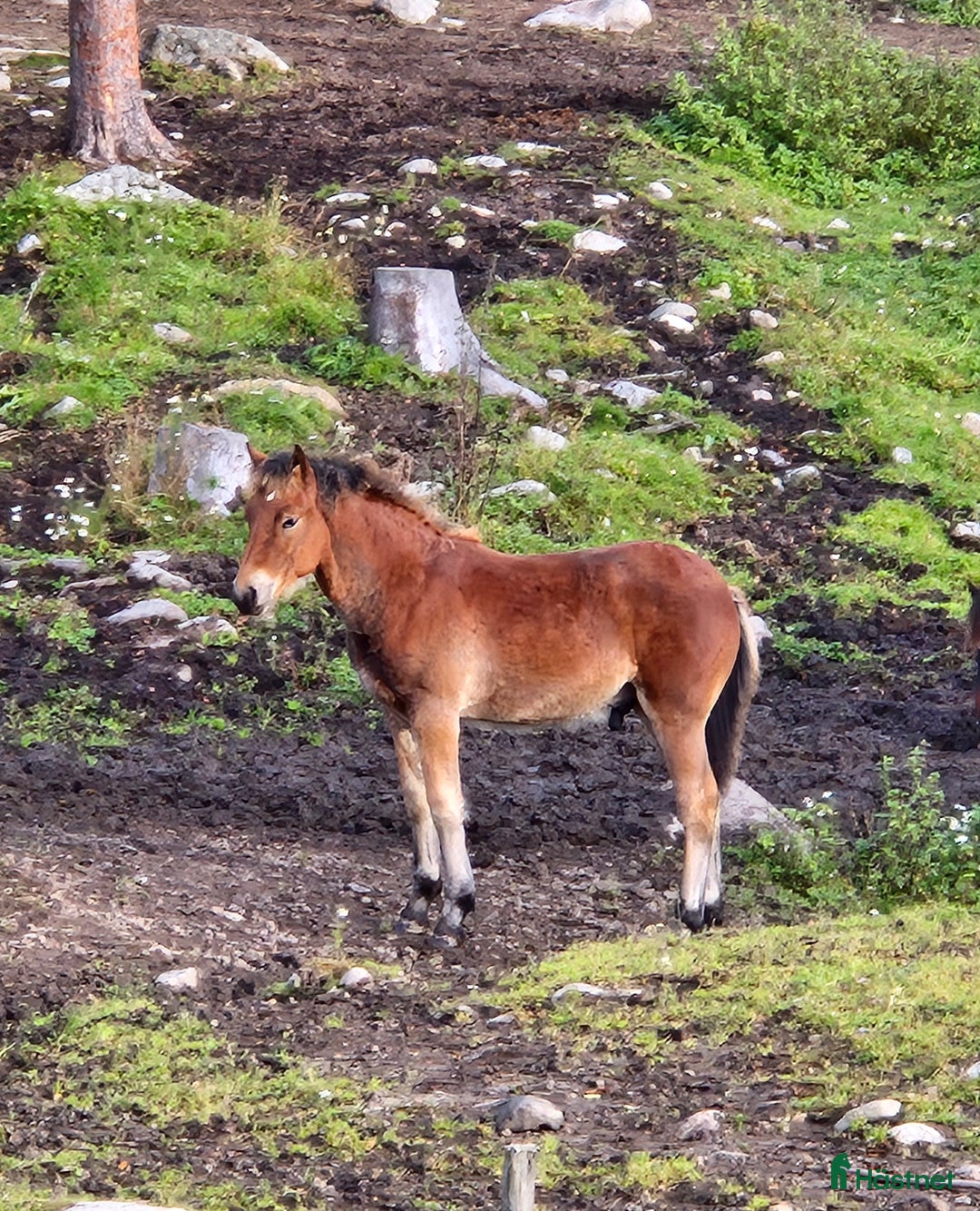 Trav hästar till salu: Avelschansad superfin hingst med bra stam! i Ramvik - Annons 2