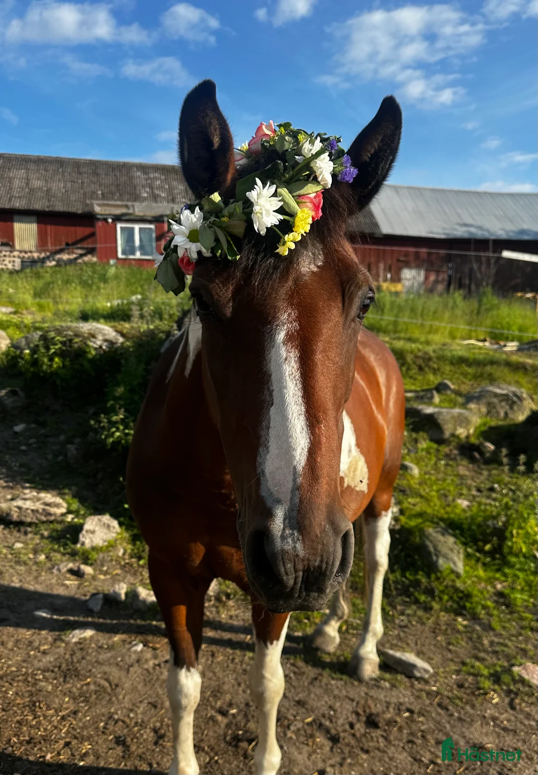 Allround hästar till salu: Vackert sto med otrolig utstrålning ✨ i Skebobruk - Annons 1